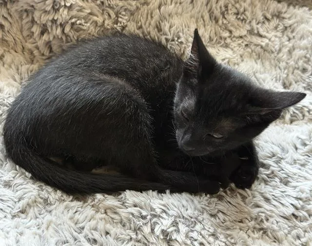 A baby small-sized female Domestic Short Hair cat named Sally for adoption in Sacramento, CA