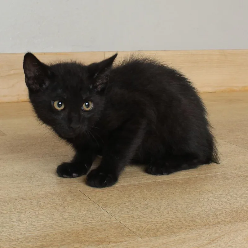 A baby small-sized male Black Domestic Short Hair cat named Oolong C for adoption in Minnetonka, MN