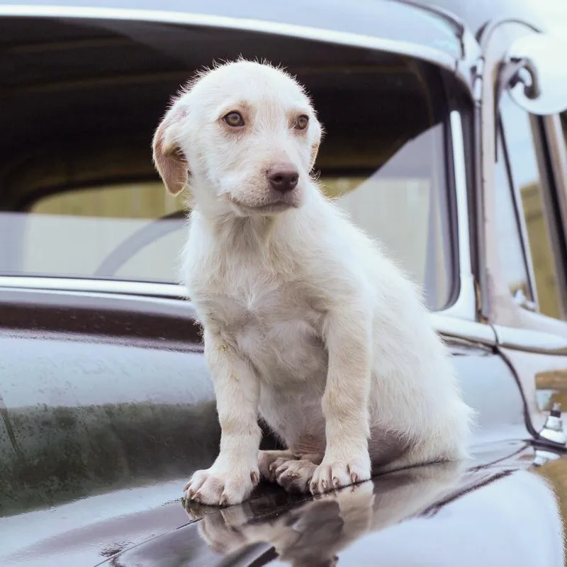 Transmission thumbnail 2