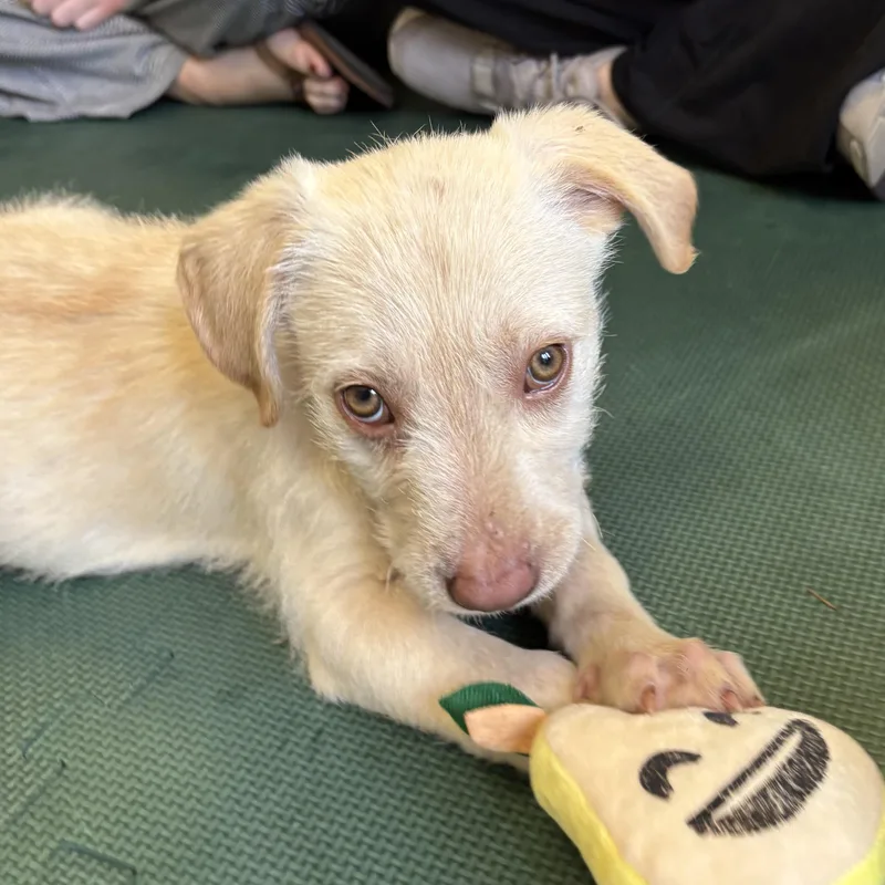 Transmission thumbnail 4