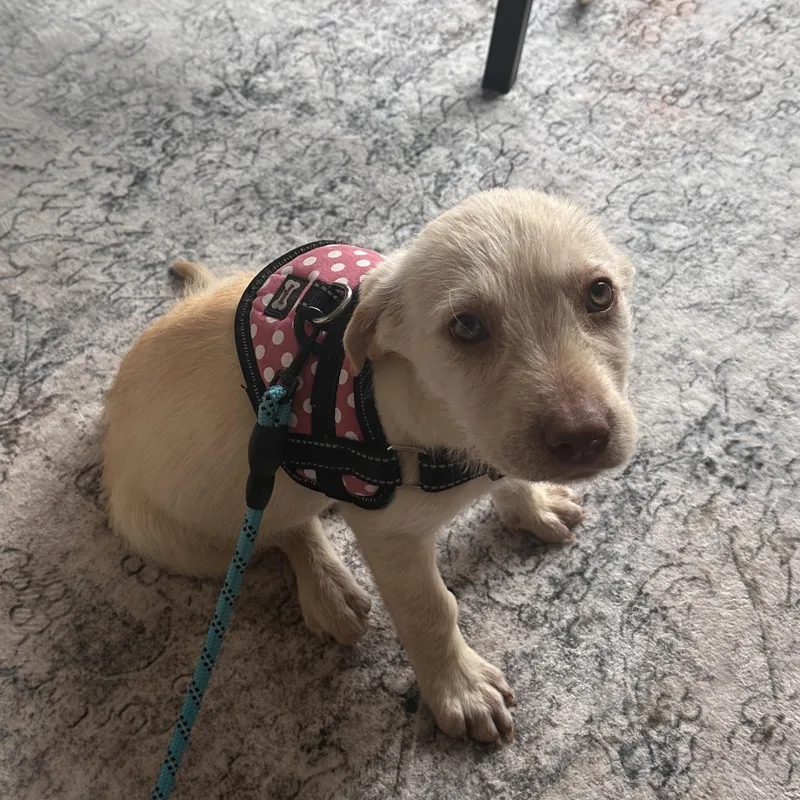 Transmission thumbnail 5