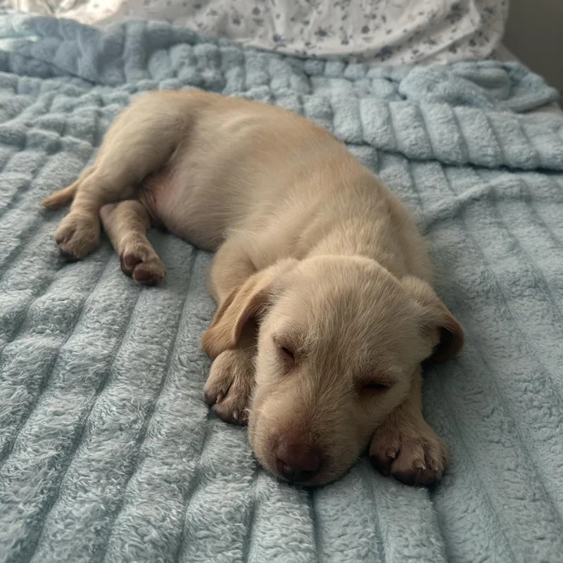 Transmission thumbnail 6