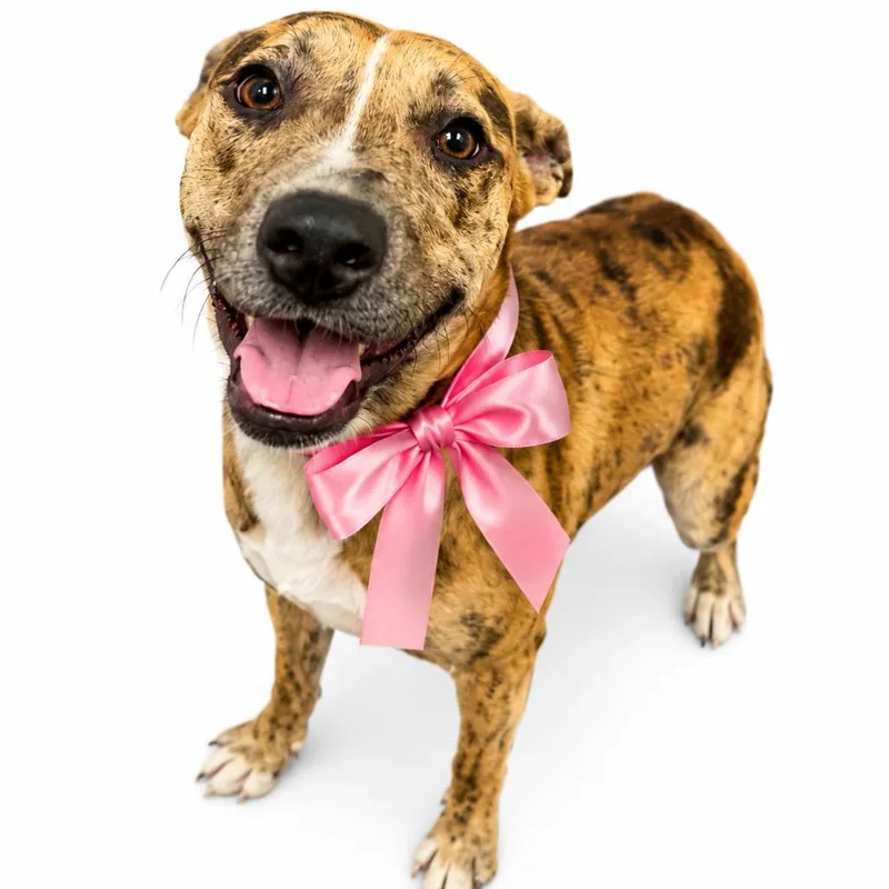 A young medium-sized female Brown / Chocolate Mixed Breed dog named Tiger Lilly for adoption in Columbiana, AL