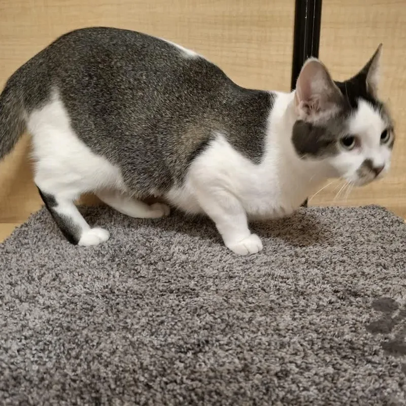 Rose  Sweet ! thumbnail 2