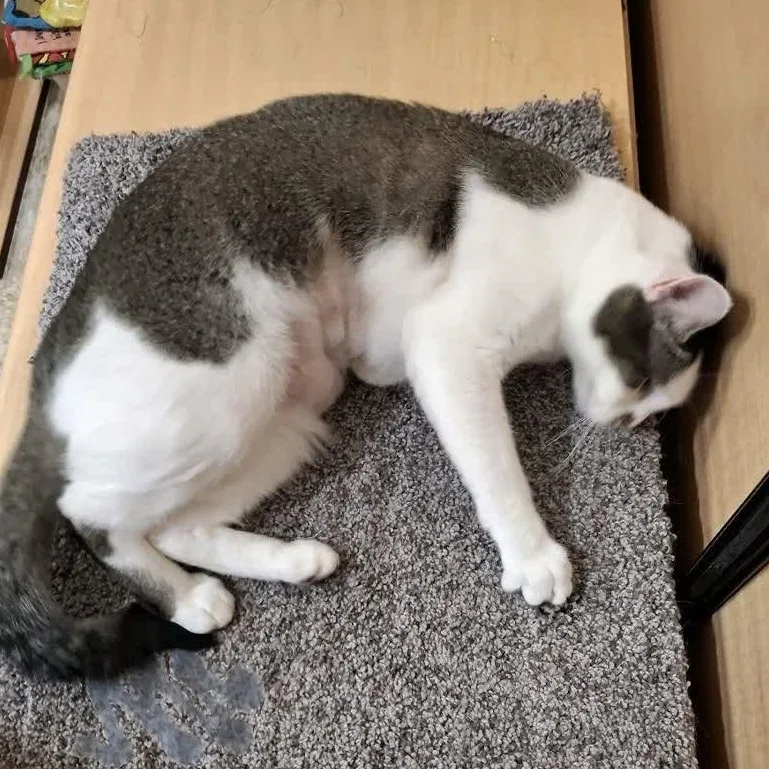 Rose  Sweet ! thumbnail 3