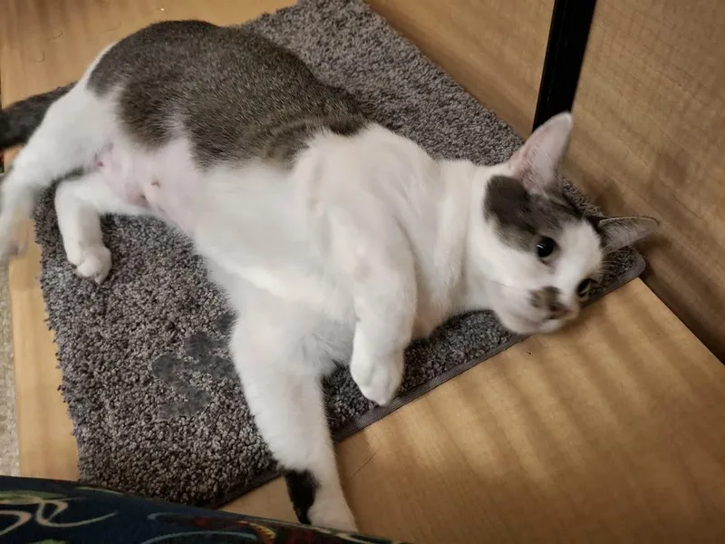 Rose  Sweet ! thumbnail 4