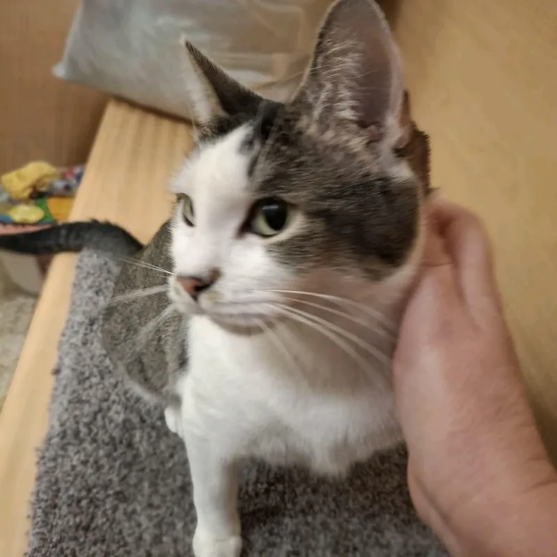 Rose  Sweet ! thumbnail 5