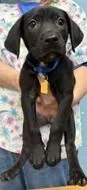 A baby large-sized female Mixed Breed dog named Maisie for adoption in Stanwood, WA