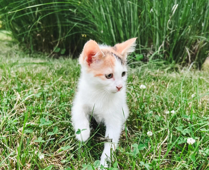 A baby small-sized female Calico Domestic Short Hair cat named Poppy for adoption in Howell, MI