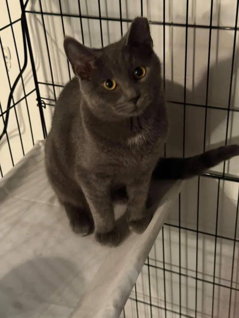 A young medium-sized male Gray / Blue / Silver Domestic Short Hair cat named Duke for adoption in Granite City, IL