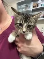 A young medium-sized male Tabby (Brown / Chocolate) Domestic Short Hair cat named Cain for adoption in Manitowoc, WI