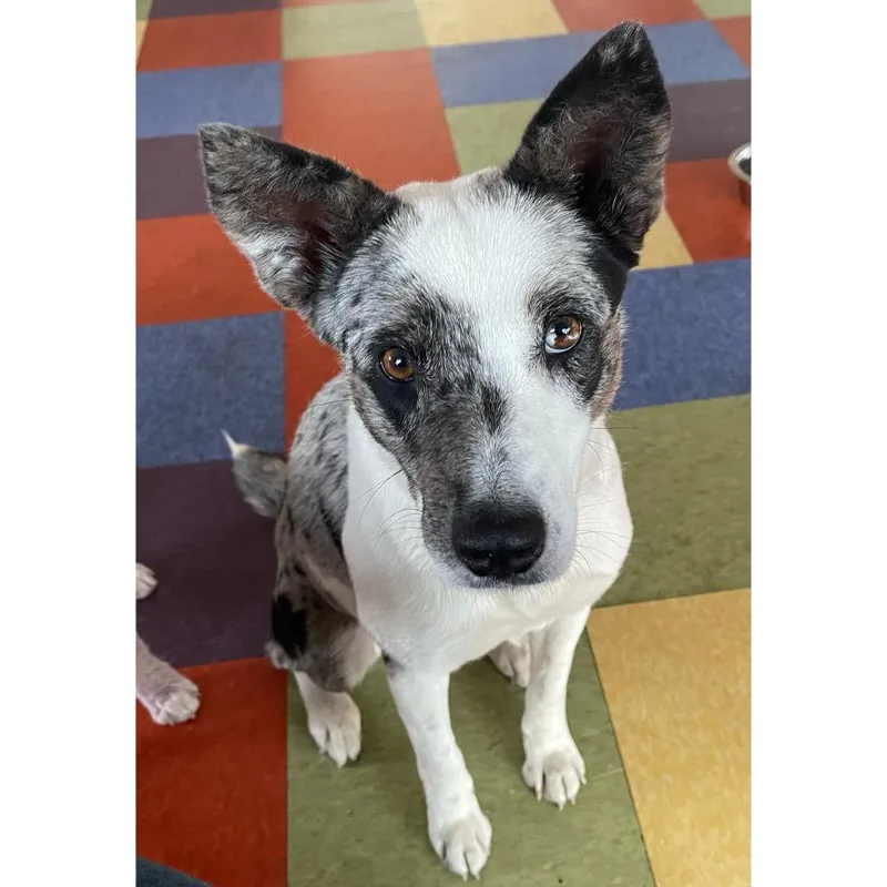 An adult medium-sized female Gray / Blue / Silver Australian Cattle Dog / Blue Heeler dog named Bluebell for adoption in Crystal, MN