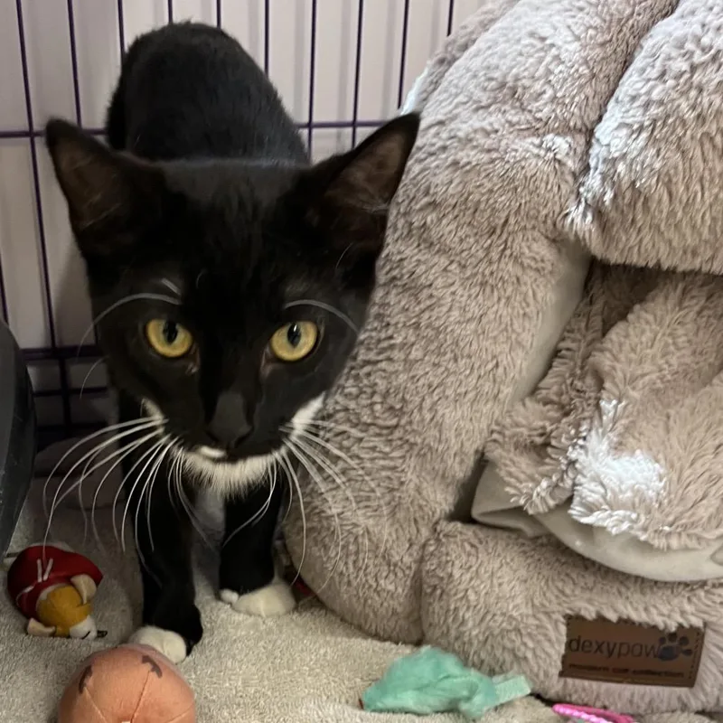 A baby medium-sized female Black Domestic Short Hair cat named Ellis for adoption in Bedford, NH