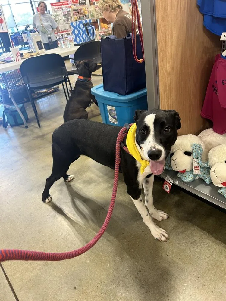 An adult medium-sized female Tricolor (Brown, Black, & White) Beagle dog named Gaga for adoption in Dawson, GA