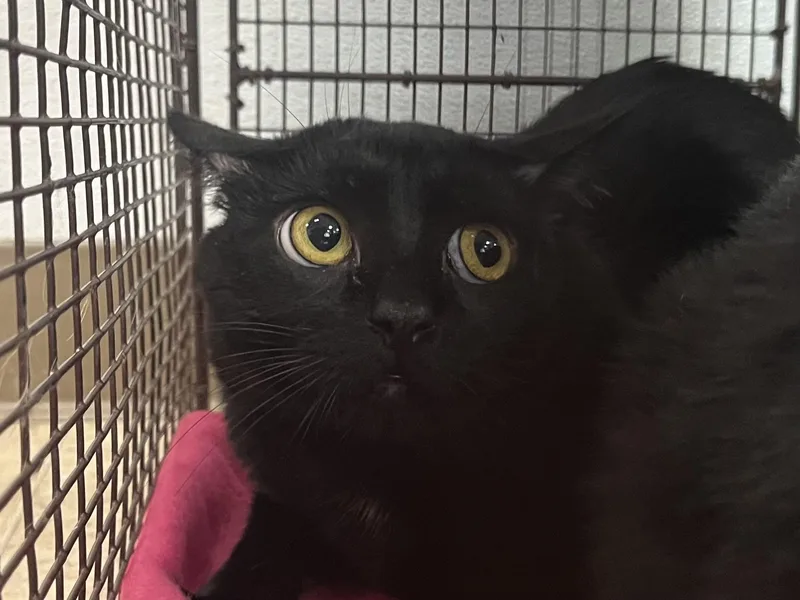 An adult large-sized male Domestic Long Hair cat named Shadow for adoption in San Pedro, CA