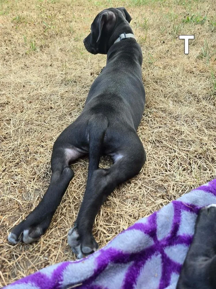 A baby large-sized male Tricolor (Brown, Black, & White) Mixed Breed dog named Titan for adoption in Lansing, MI