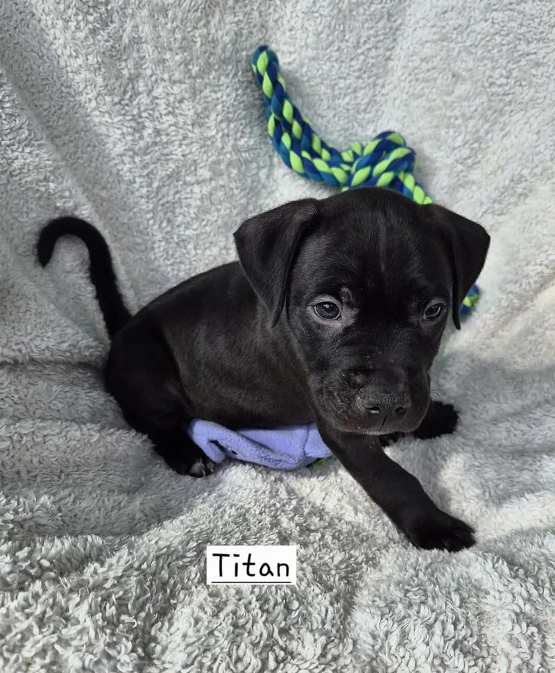 Titan thumbnail 4