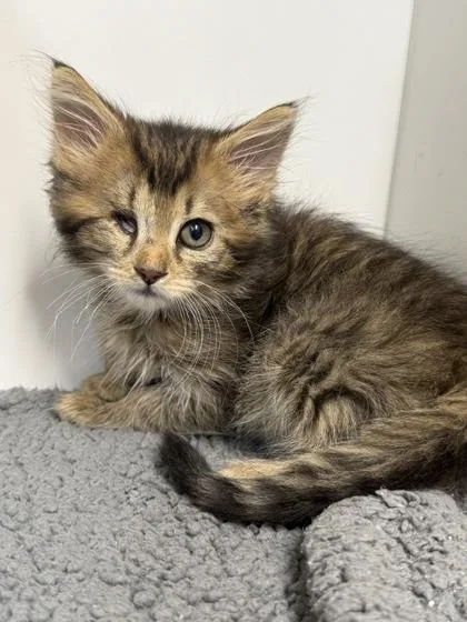 An adult medium-sized female Domestic Short Hair cat named Carrot for adoption in West Chester, PA