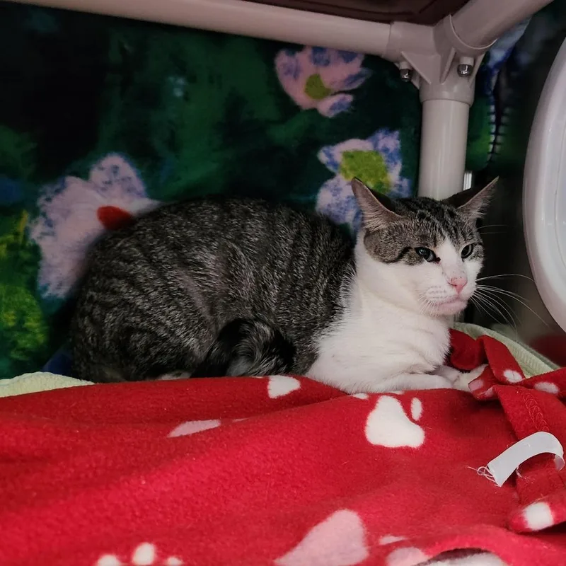 An adult medium-sized male Brown / Chocolate Domestic Short Hair cat named Bolt for adoption in Grand Rapids, MI