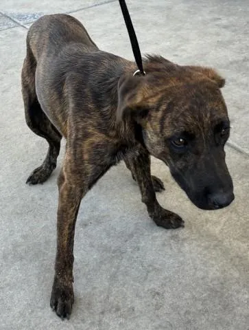 A young large-sized male Pit Bull Terrier dog named Naboo for adoption in Bakersfield, CA