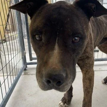 An adult medium-sized male Pit Bull Terrier dog named Groot for adoption in Page, AZ