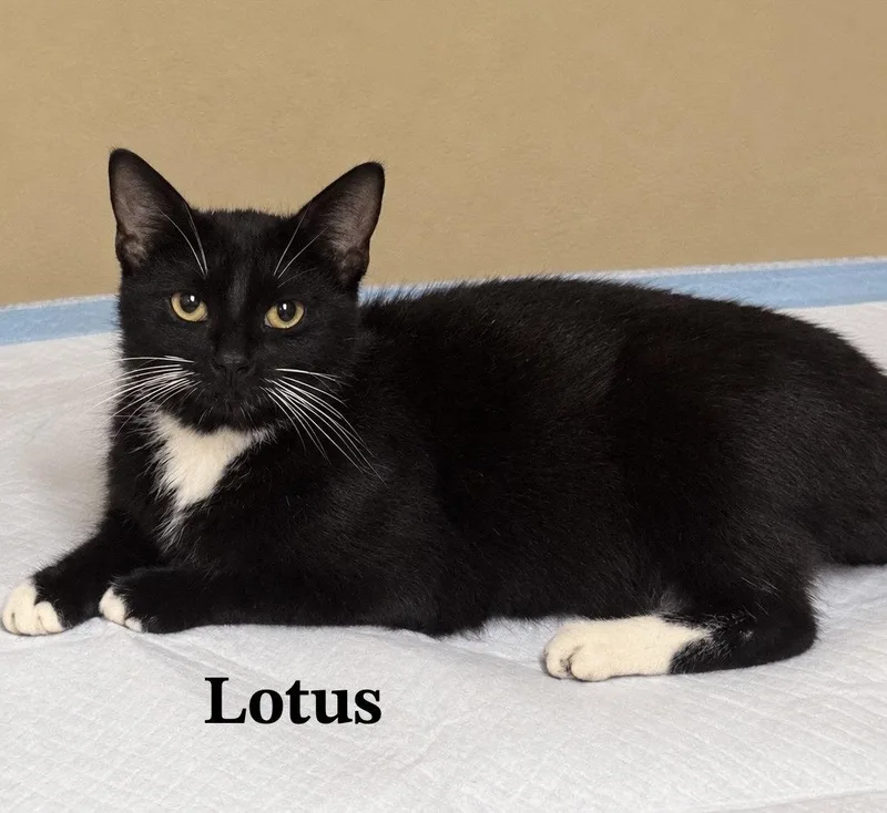 An adult medium-sized female Tuxedo cat named Lotus for adoption in Buford, GA