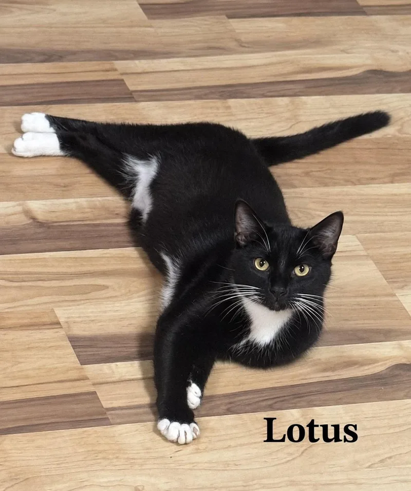 Lotus thumbnail 2