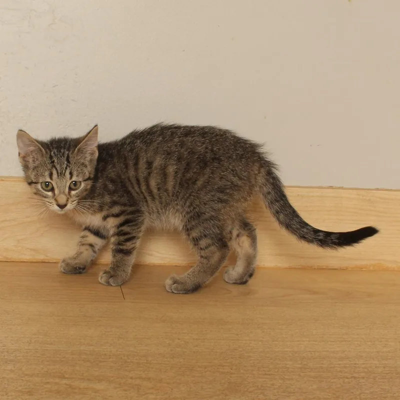 A baby small-sized female Brown / Chocolate Domestic Short Hair cat named Bloomin Onion C for adoption in Minnetonka, MN