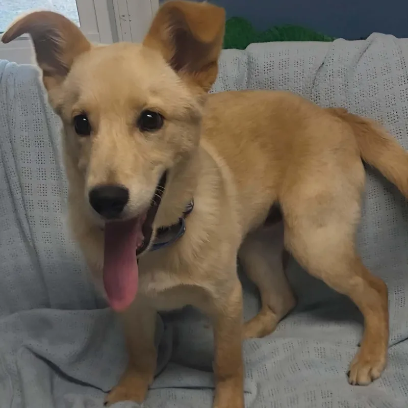A baby medium-sized male Apricot / Beige Yellow Labrador Retriever dog named Marcellus for adoption in Sunderland, MD