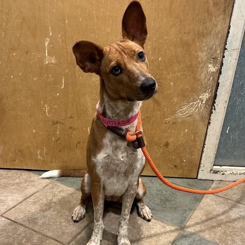 A young medium-sized female Yellow / Tan / Blond / Fawn Mixed Breed dog named Buttercup for adoption in Chattanooga, TN