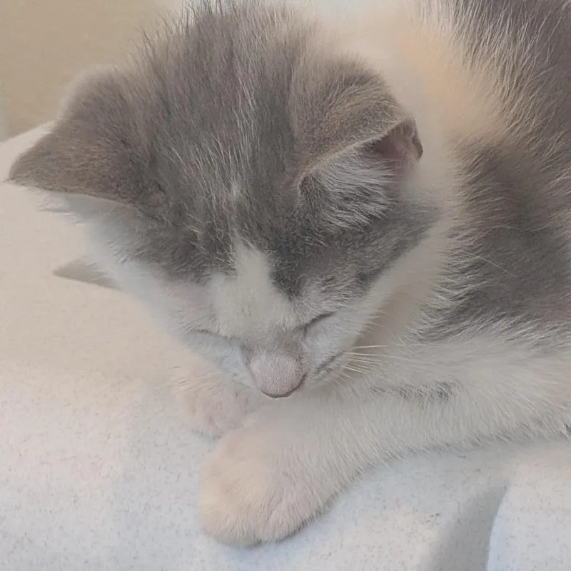 A baby small-sized female Gray / Blue / Silver Domestic Long Hair cat named C  Violet for adoption in Franklin, PA