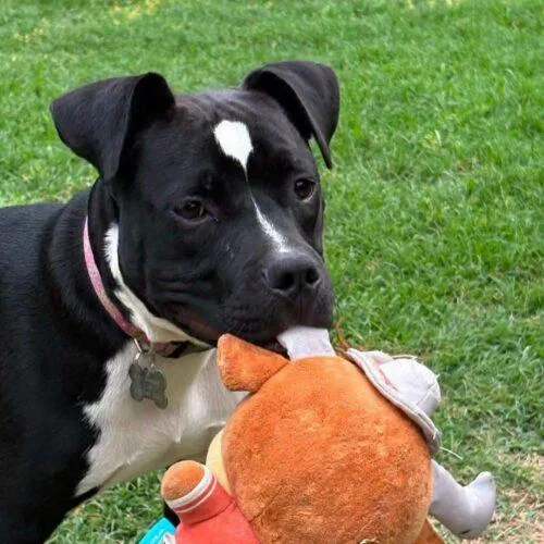 A baby medium-sized female Black Pit Bull Terrier dog named Effie for adoption in Broken Arrow, OK