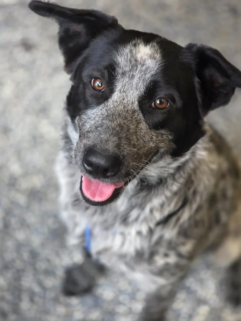 A young medium-sized female Australian Cattle Dog / Blue Heeler dog named Muffin for adoption in Carthage, MO