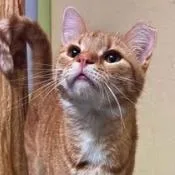 An adult small-sized female Domestic Short Hair cat named Gilda for adoption in Monticello, IL
