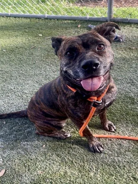 An adult large-sized female Boxer dog named Tigress for adoption in Miami, FL