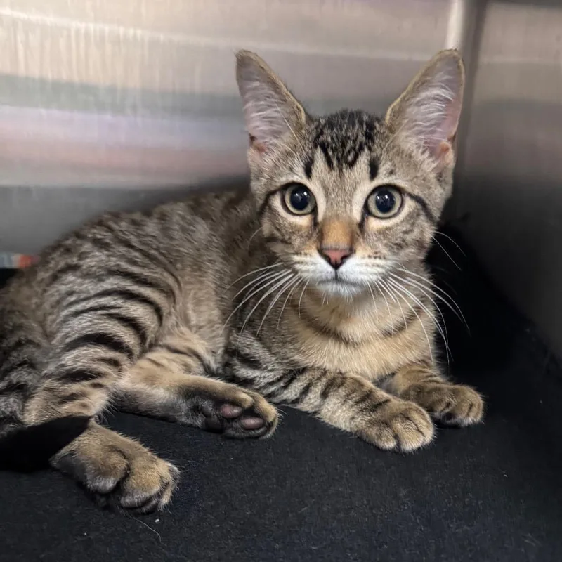 A baby small-sized male Brown / Chocolate Domestic Short Hair cat named Sir Macaroni for adoption in Middleburg, FL