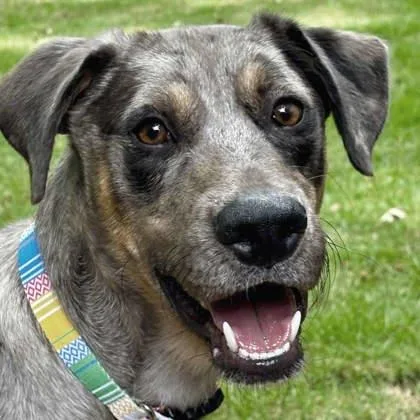 An adult medium-sized male Gray / Blue / Silver Mixed Breed dog named Moosey for adoption in Atlanta, GA