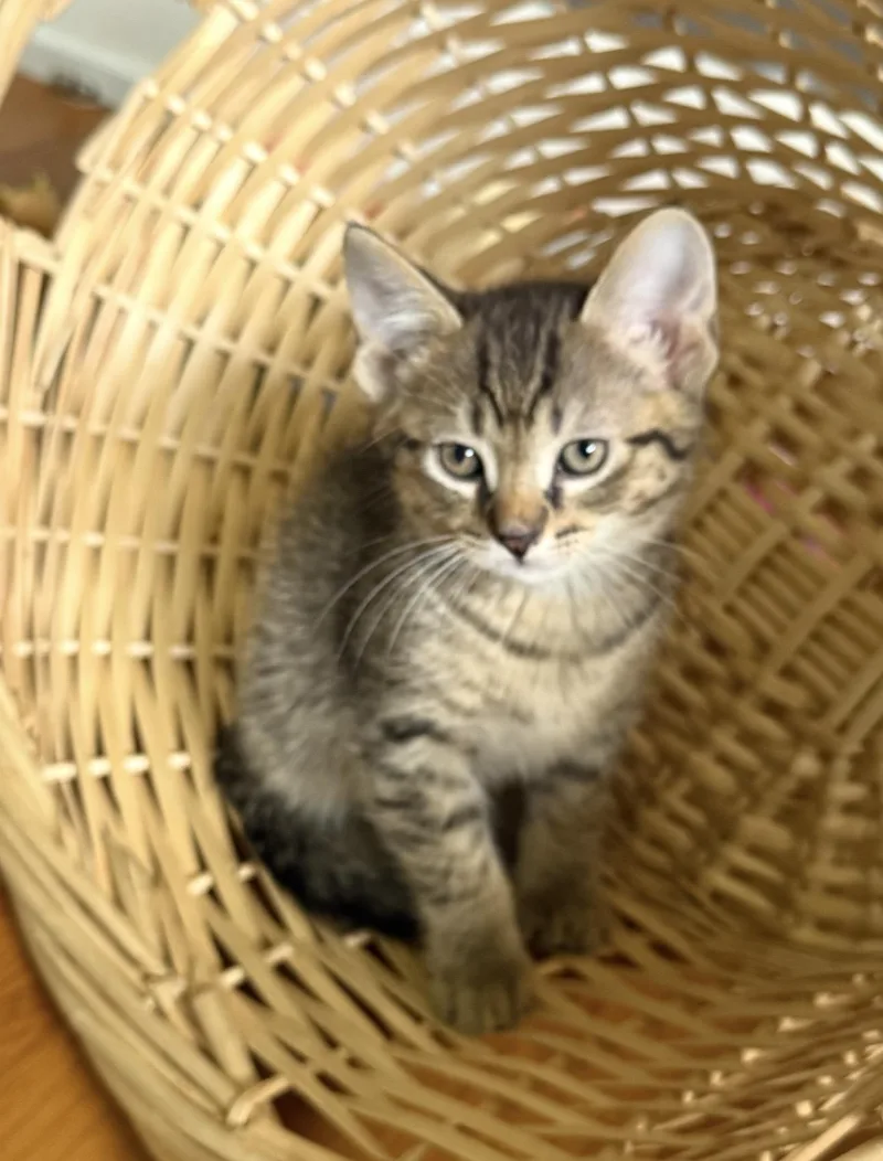 A baby large-sized male Tabby (Brown / Chocolate) Domestic Short Hair cat named Speckles for adoption in Rochester Hills, MI