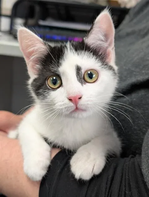 A baby small-sized female Domestic Short Hair cat named Birdie for adoption in Canfield, OH