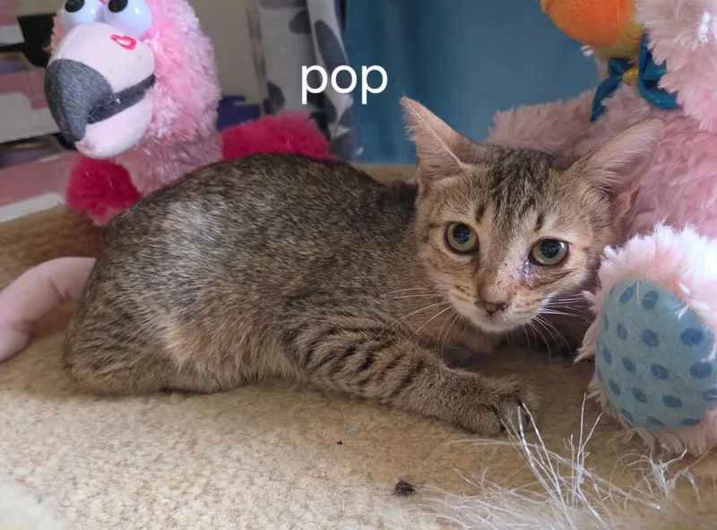 A baby medium-sized female Brown / Chocolate Domestic Short Hair cat named Pop for adoption in Oviedo, FL