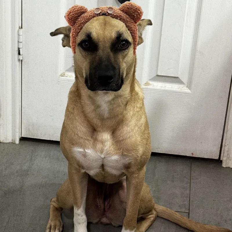 A young medium-sized female Black Mouth Cur dog named Cholula for adoption in Liverpool, TX