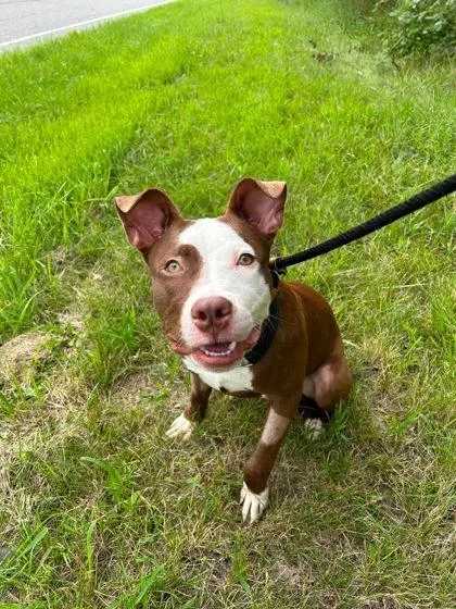 A baby medium-sized male Mixed Breed dog named Zamboni for adoption in Hobart, IN