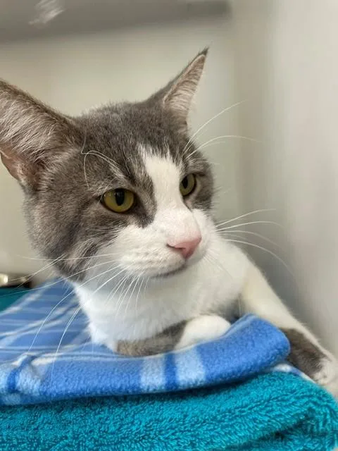 An adult medium-sized male Domestic Short Hair cat named Mike for adoption in Hayward, WI