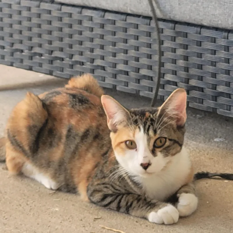 A young small-sized female Calico Domestic Short Hair cat named Tiana for adoption in Laredo, TX