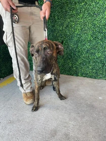 An adult medium-sized female Brown / Chocolate Mountain Cur dog named Dior for adoption in El Paso, TX