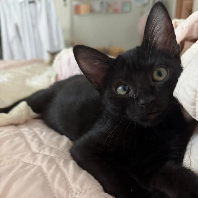 A baby small-sized female Black Domestic Short Hair cat named Gardenia for adoption in Austin, TX