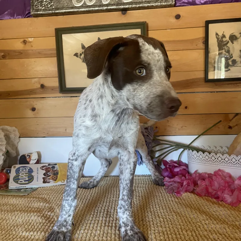 A baby large-sized male White / Cream German Shorthaired Pointer dog named Luke for adoption in Vacaville, CA