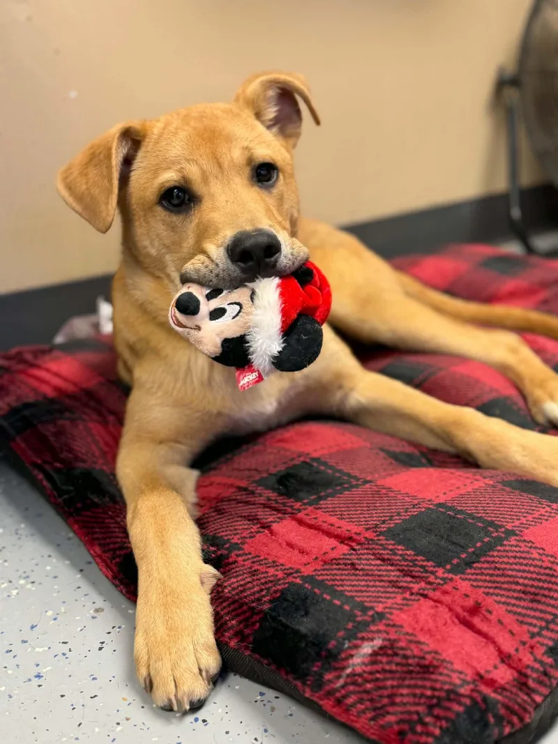 A baby medium-sized male Golden Mixed Breed dog named Summit for adoption in Martinsville, IN