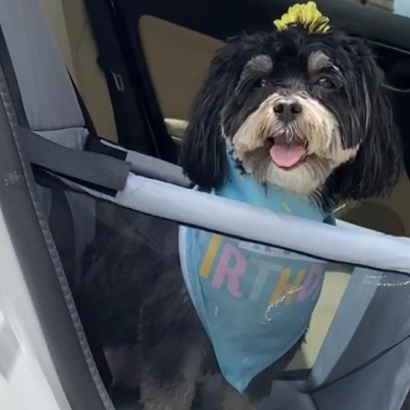 A senior small-sized female Black Schnauzer dog named Prissy  Home To for adoption in South Elgin, IL