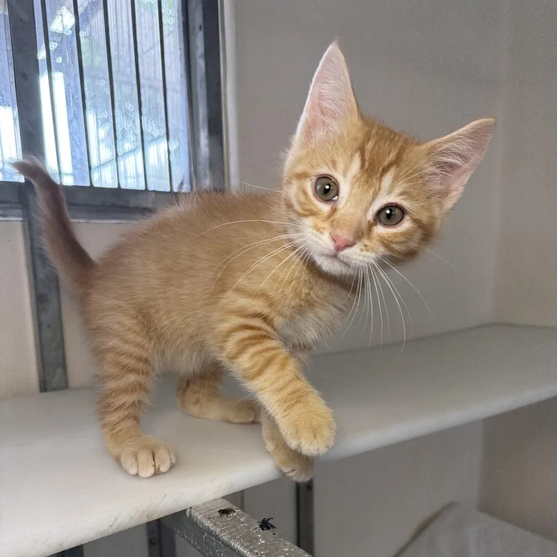 A baby small-sized male Orange / Red Domestic Short Hair cat named Peanut for adoption in Santa Barbara, CA